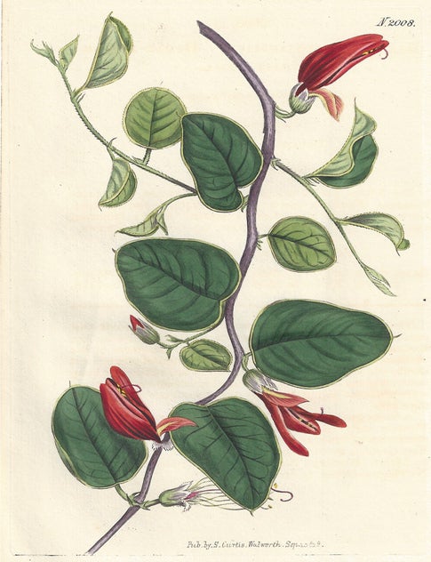 Item #517 Brachysema Latifolium - Broad-Leaved Brachysema. Anon.
