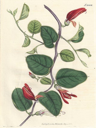 Item #517 Brachysema Latifolium - Broad-Leaved Brachysema. Anon