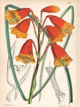 Item #519 Blandfordia Flammea - Flame-flowered Blandfordia. Walter Hood Fitch