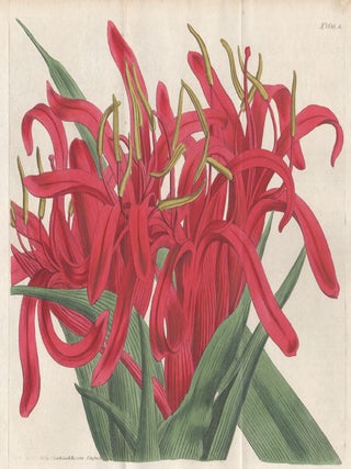 Item #520 Doryanthes Excelsa - Gigantic Doryanthes (2). Francis Sansom after Sydenham Edwards,...
