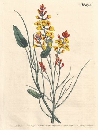 Item #522 Viminaria Denudata - Leafless Rush-Broom. Francis Sansom after Sydenham Edwards,...