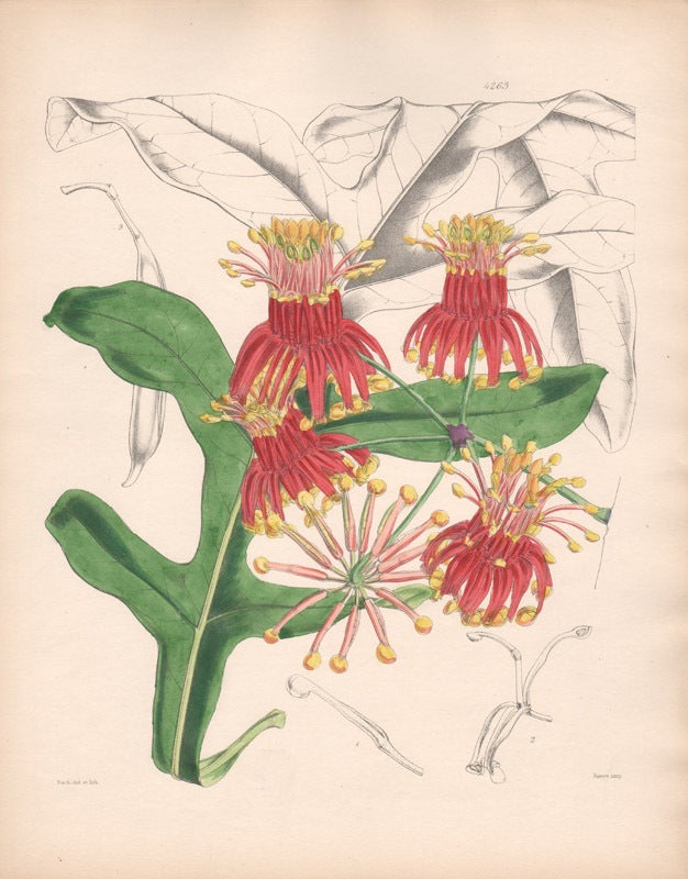 Stenocarpus Cunninghami - Mr Cunningham's Stenocarpus Firewheel Tree ...