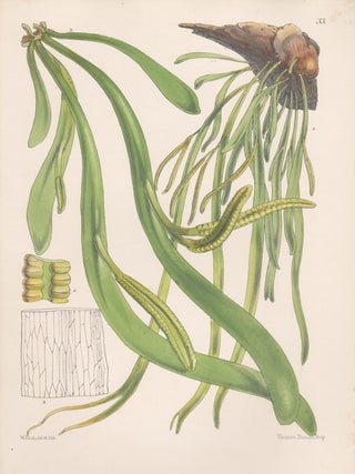Item #524 Australian Fern - Great Pendulous Adder's Tongue. Walter Hood Fitch