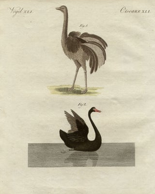 Item #886 Ostrich of America and Black Swan of New Holland. Anon