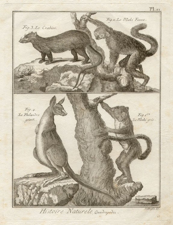 Item #894 Histoire Naturelle Quadrupeds 1. Scattaglia after George Stubbs.