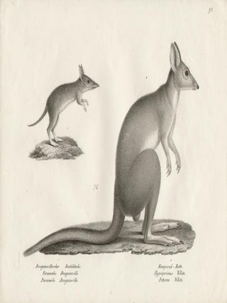 Item #907 Perameles Bougainville (Bandicoot) and White Potoroo. CJ Brodtmann, author