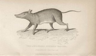 Item #990 Long-nosed Bandicoot. After Griffith