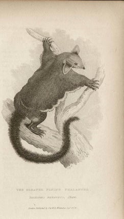 Item #993 The Greater Flying Phalanger (Didelphis Petaurus). After Griffith