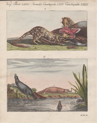 Item #995 Spotted-Tail Quoll and Platypus. After Charles Alexandre Lesueur